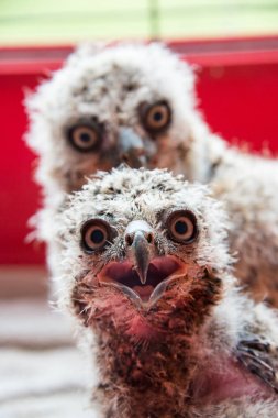 İki haftalık büyük Boynuzlu Baykuş bir kafes içinde bir çift