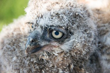 Bir çocuk büyük Boynuzlu Baykuş yakın çekim