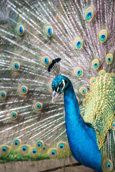 Close up of a beautiful blue male peacock — Stock Photo, Image