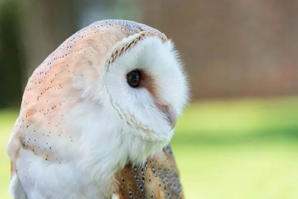 Das Profil der Schleiereule lizenzfreie Stockfotos