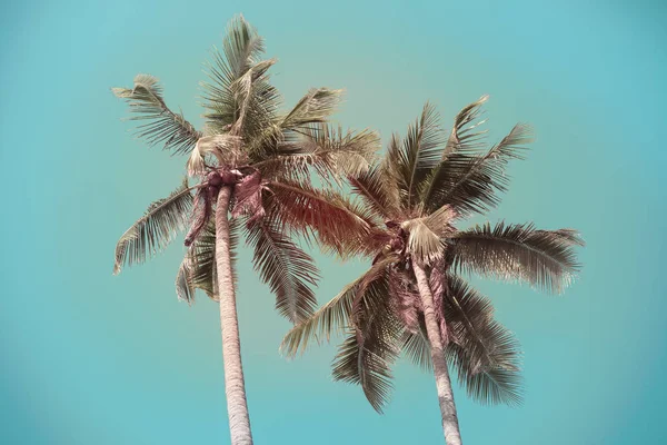 Palmera de coco vintage con fondo de cielo azul — Foto de Stock