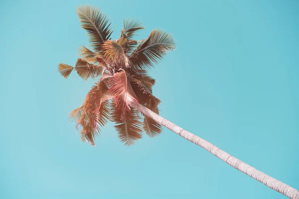 Vintage coconut palm tree med blå himmel bakgrund — Stockfoto