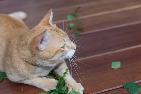 Roztomilá žlutá Thajská kočka spokojený s Catnip strom na dřevěné poz — Stock fotografie