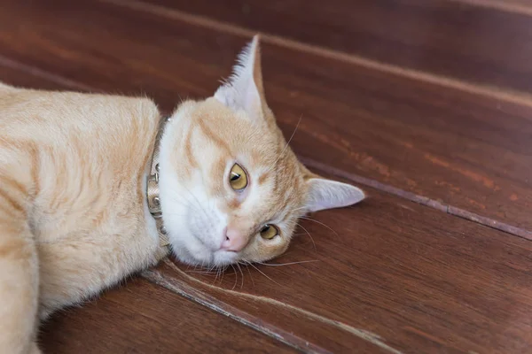 Close up bonito amarelo bonito tailandês gato no fundo de madeira — Fotografia de Stock