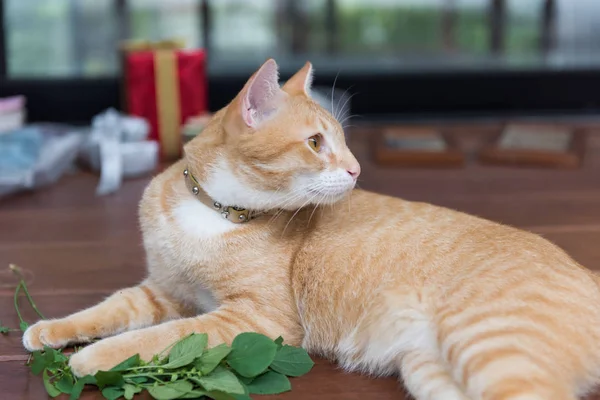 En söt gul thailändska katt glad med KATTMYNTA träd på trä backgrou — Stockfoto