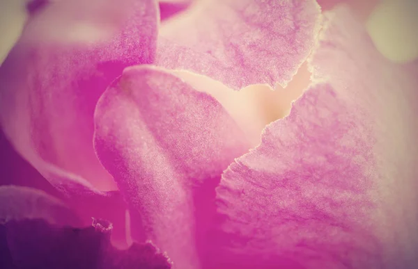 Astratto rosa petalo orchidea fondo fiore, effetto filtro retrò — Foto Stock