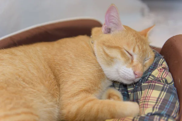 可爱的黄猫睡在舒适的篮子里 — 图库照片