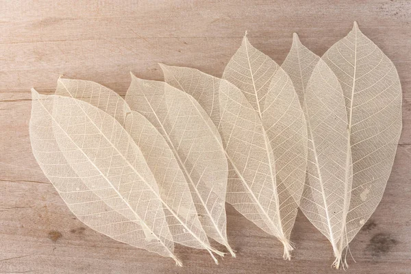 Сухий візерунок листя на фоні дерева — стокове фото