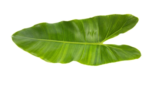 Vers groen blad geïsoleerd op witte achtergrond — Stockfoto