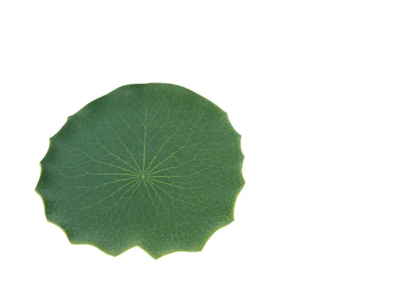 Lotus feuille verte isolée sur fond blanc — Photo