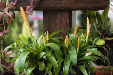 Taze yeşil bahçe içinde güzel Guzmania çiçek 