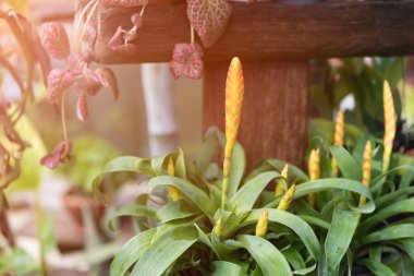 Sabah ışık ile taze bahçe içinde güzel Guzmania çiçek