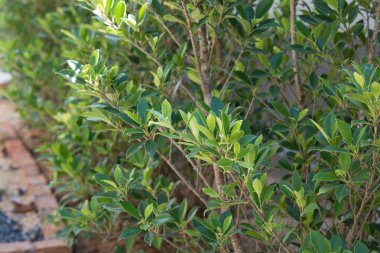 taze yeşil ağaç arkaplanı