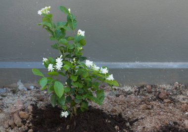 Yasemin çiçekleri ve gri arka plan, yumuşak odak üzerinde ağaç