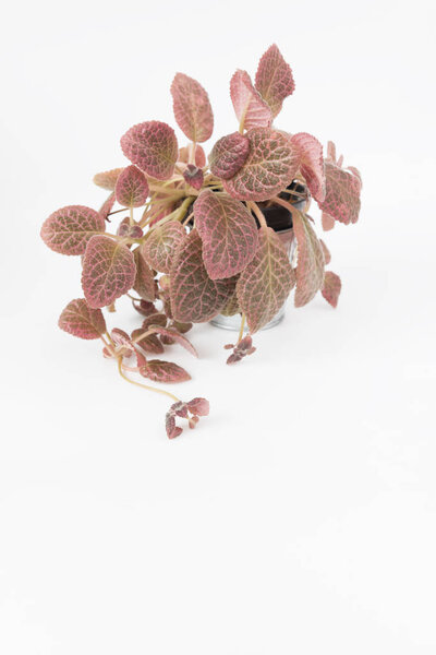 Beautiful small tree in flowerpot for decoration isolated on whi