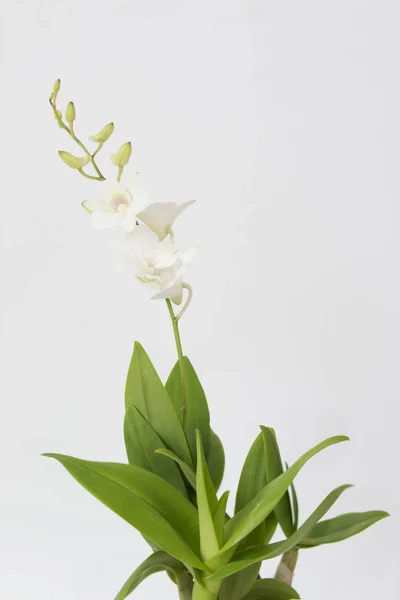 White orchid and green leaf over white background — Stock Photo, Image