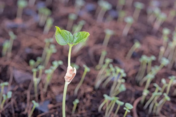 Petite plante de gourde en bouteille germée à la ferme, agriculture — Photo