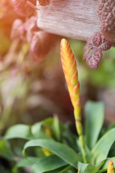 Mooie Guzmania bloem in verse tuin met ochtend licht — Stockfoto