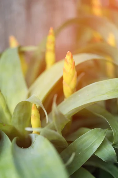 Hermosa flor de Guzmania en jardín fresco con luz de la mañana —  Fotos de Stock