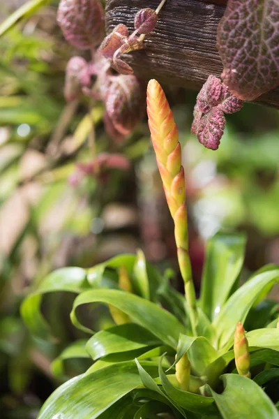 Hermosa flor de Guzmania en jardín verde fresco —  Fotos de Stock