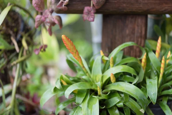 Hermosa flor de Guzmania en jardín verde fresco —  Fotos de Stock