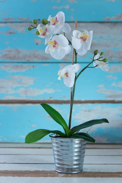 Artificial white orchid in galvanize can setting on grunge blue — Stock Photo, Image