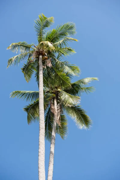 Coconut palm tree over blue sky background — Stock Photo, Image