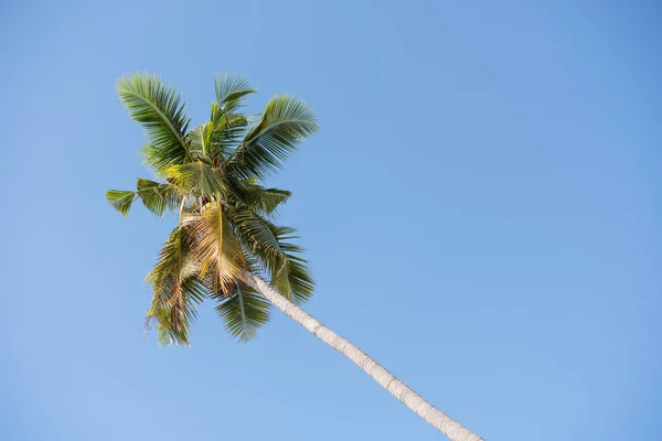 Coconut palm tree over blue sky background — Stock Photo, Image