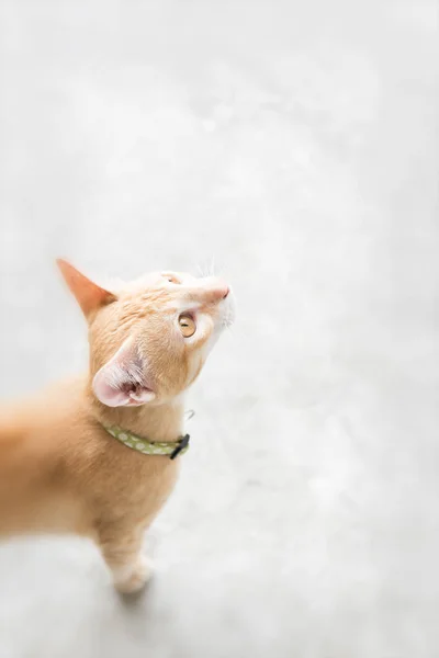 Χαριτωμένο γατάκι κοιτώντας ψηλά, απαλή εστίαση — Φωτογραφία Αρχείου