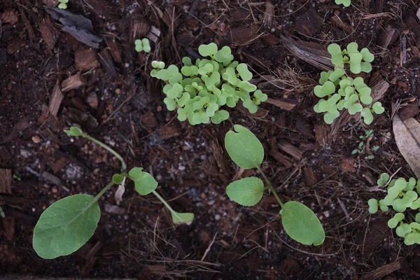 Növekszik a helyi kert otthon bio zöldség — Stock Fotó
