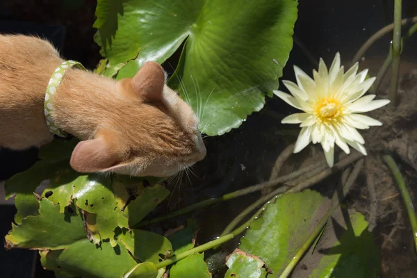 Kedi İçecek su lotus gölet — Stok fotoğraf