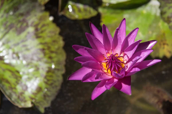 Fleurs de lotus rose ou fleurs de nénuphar gros plan — Photo