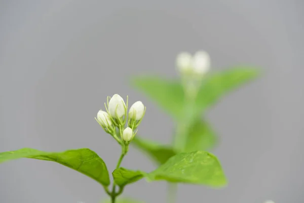 Jasmine flowers and tree over grey background,soft focus