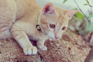 Bahçe, retro devrede oynayan sevimli kedi