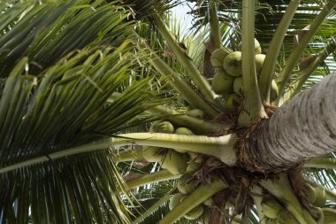 Beyaz arka plan üzerinde izole Hindistan cevizi ağaçları