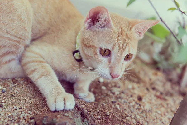 Um gato bonito brincando no jardim, efeito retro — Fotografia de Stock