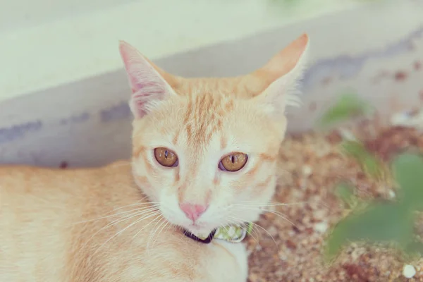 A cute cat playing in garden,retro effect — Stock Photo, Image