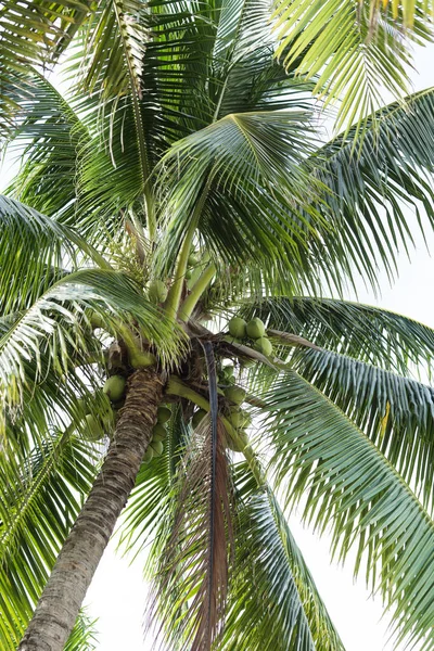 Coconut trees isolated on white background — Stock Photo, Image