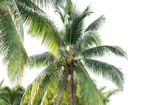 Coconut trees isolated on white background — Stock Photo, Image