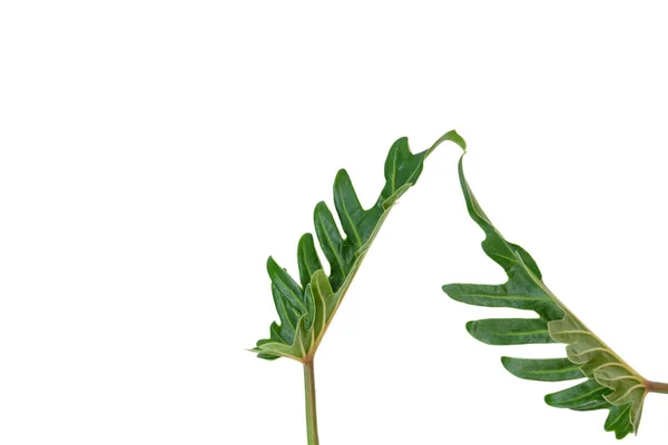 Plat Lag Philodendron Tropische Groen Blad Geïsoleerd Een Witte Achtergrond — Stockfoto