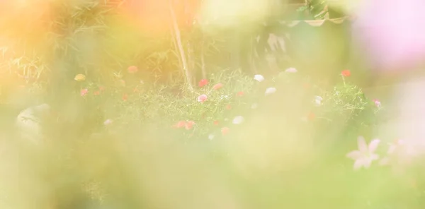 Mooie kleine roze bloem veld met zachte pastel achtergrond in — Stockfoto