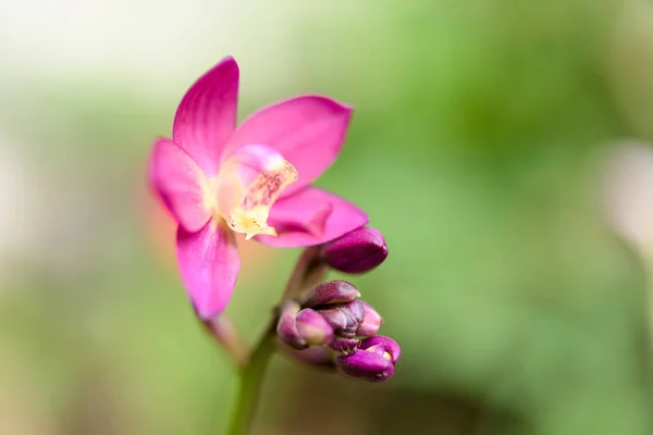 Vacker lila ground orkidé som blommar med grön blurre — Stockfoto
