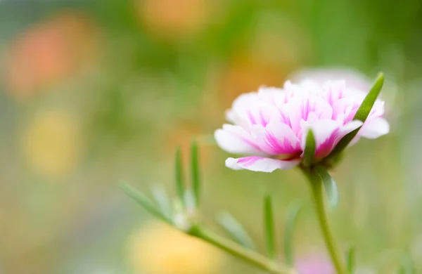 美しい小さなピンクの花のフィールドでソフト パステル背景を — ストック写真