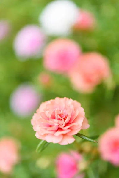 美しい小さなピンクの花のフィールドでソフト パステル背景を — ストック写真
