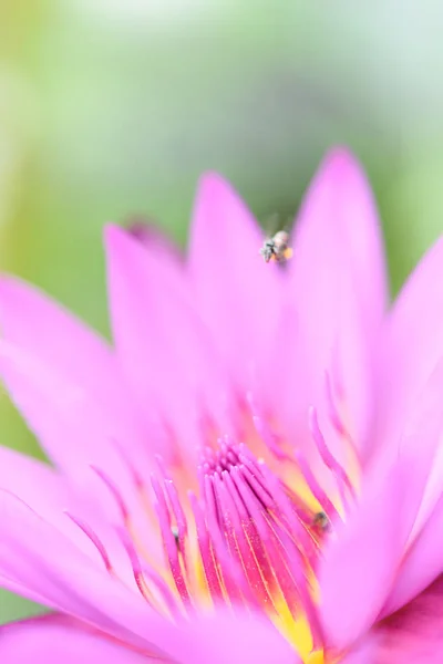 美しいピンクのユリの花と黄色の花粉の背景を閉じる — ストック写真