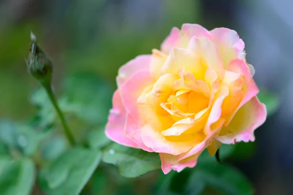 Close up beautiful yellow pink roses flower in garden outdoor bl — Stock Photo, Image