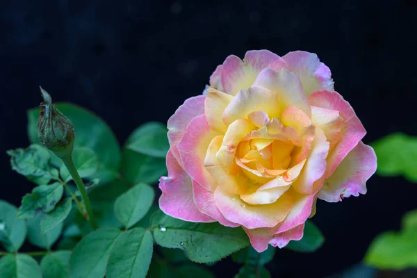 Εσωτερικη όμορφη ροζ τριαντάφυλλα λουλουδιών στον κήπο υπαίθρια σκούρα πίσω — Φωτογραφία Αρχείου