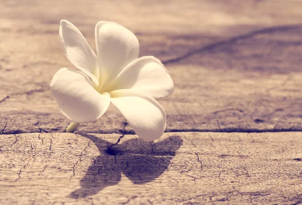 Plumeria bonita ou templo, flor de spa em backgroun de madeira rústica — Fotografia de Stock