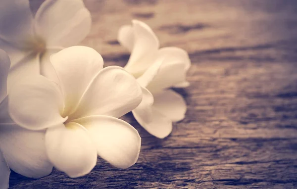 Plumeria bonita ou templo, flor de spa em backgroun de madeira rústica — Fotografia de Stock