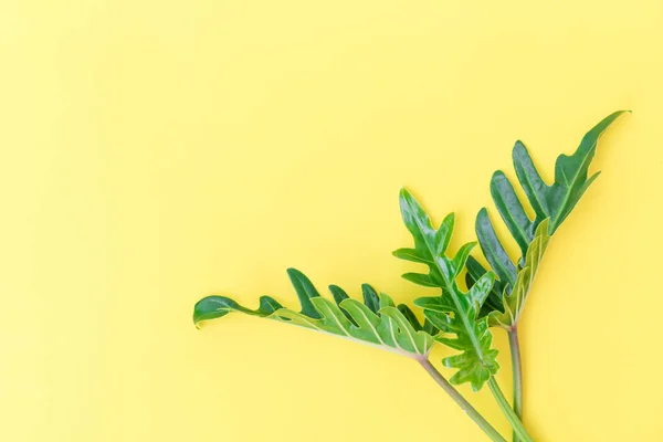 Lapos laikus filodendron trópusi levél, sárga háttér, felső vie — Stock Fotó